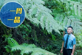 太酷了！“蕨类植物之王”和他们交上了朋友图片
