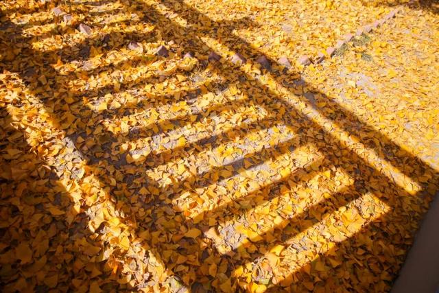 快来如皋打卡，错过就要等一年了🤩🤩🤩