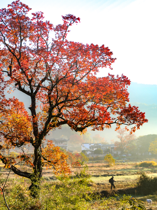 塔川秋色已上线！乌桕+民宿，等你来打卡~ | 皖美秋日