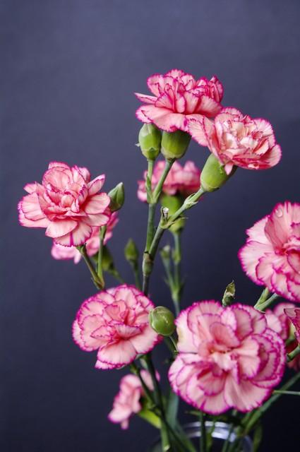 十二星座所代表的花，与花语，分别是什么？