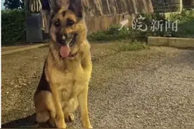 后续：云南“被偷”退役警犬已找到，看到网友评论，真的很好笑图片