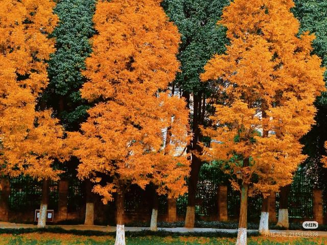 昆明这片红杉林美成油画！红杉红桥已成冬日最火打卡点