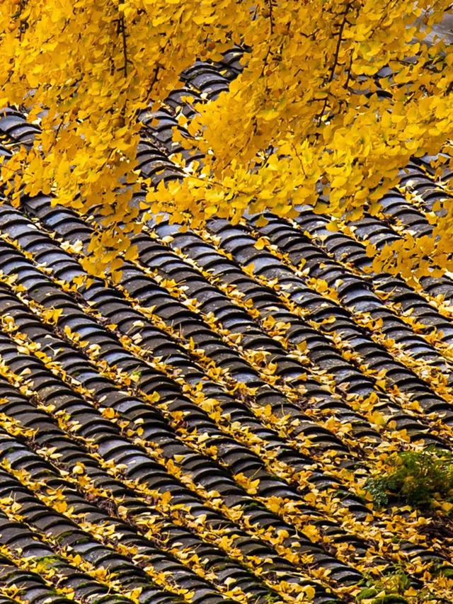 赏秋正当时！自驾来汉中，赴一场秋日视觉盛宴~