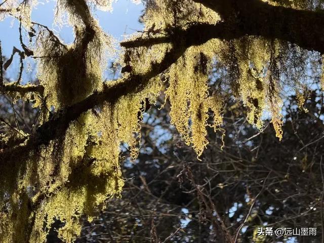 新年登高、祈愿美好，攀登富民金铜盆山，我们用徒步迎接2026