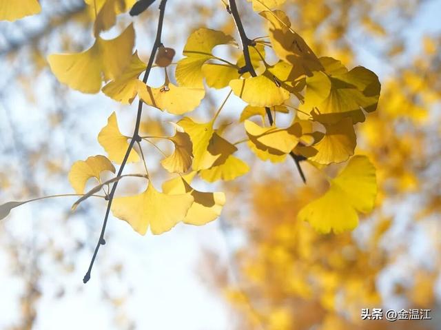 在“杏”福满满的大南街！这样拍超出片