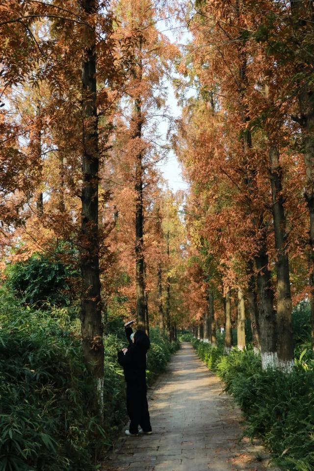 郫都水杉红了！抱着手机猛拍，被这限定美景狠狠惊艳