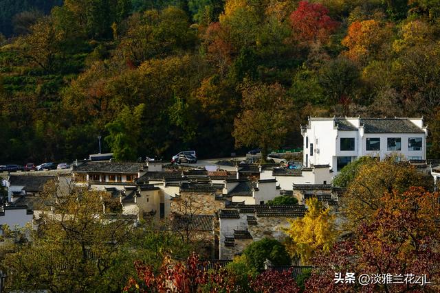 皖南秋色塔川绝美的落羽杉林