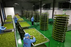 农民七天收入36万元！茶叶热潮又要来了？图片