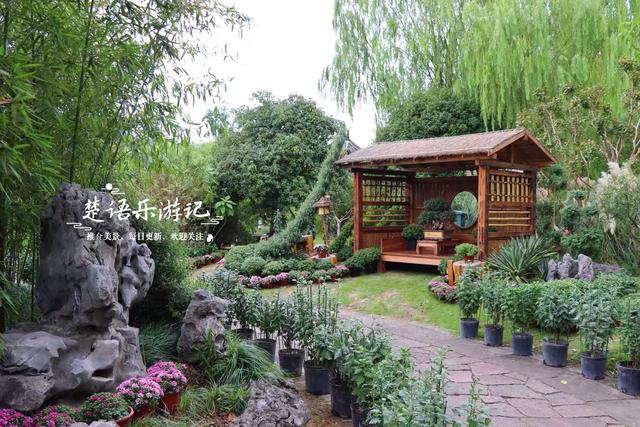 宁波这个网红菊花展已经上线，花还没开但景色很美，快来先睹为快