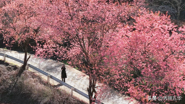 冬日美景在五华｜在暖冬赴一场粉色的冬樱花之约