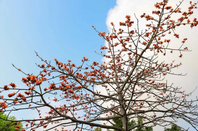 春风有信,木棉花开有期!在东莞观音山,找到了春天热烈的模样!