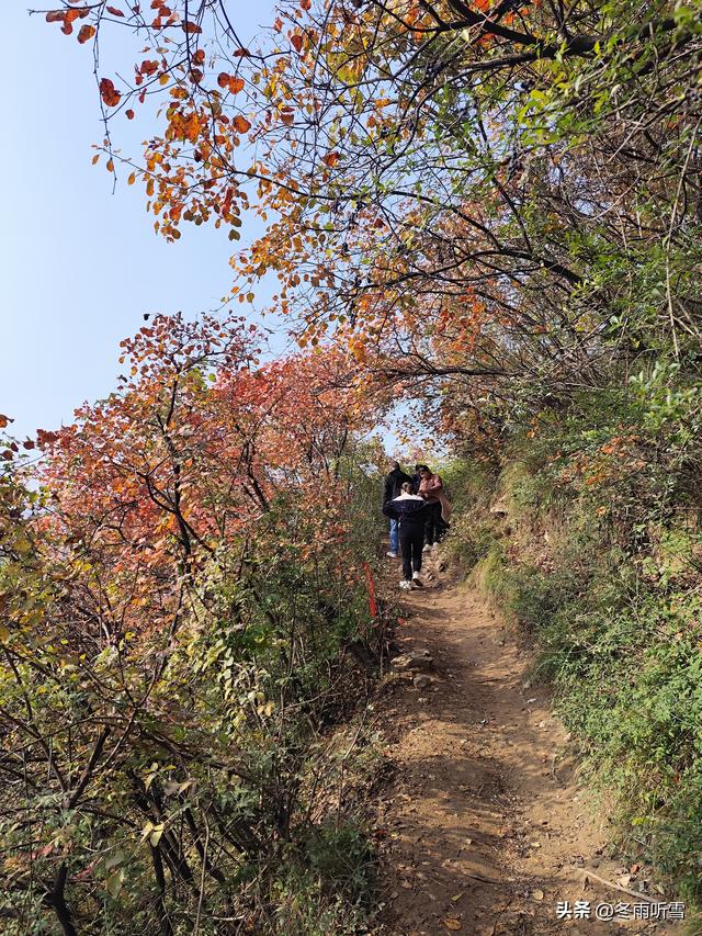 又见山山红叶飞