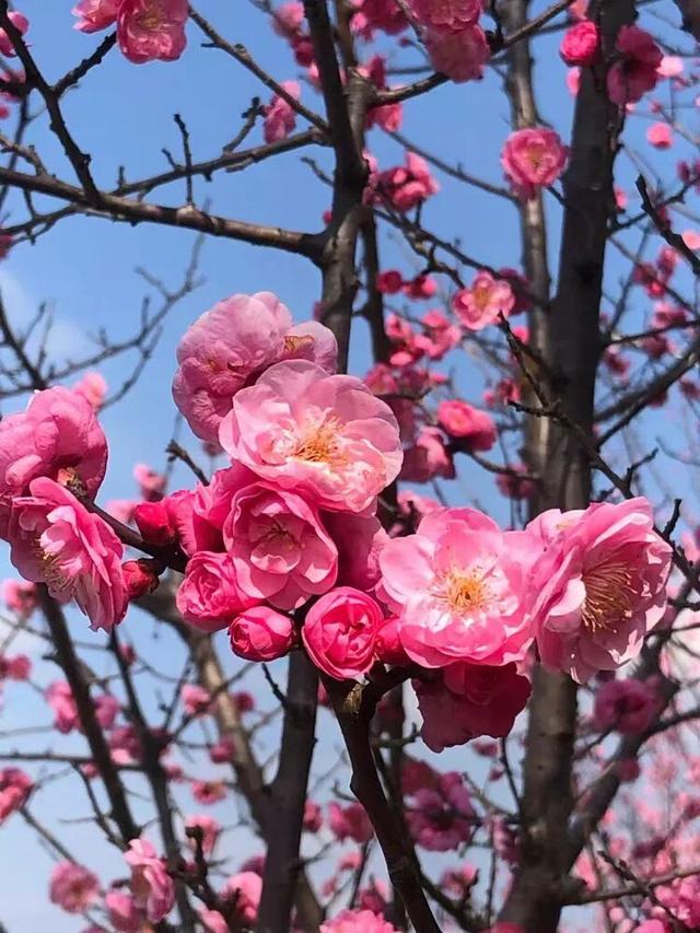 赏花 │ 去贵州农博园开启一场“寻梅之旅”！