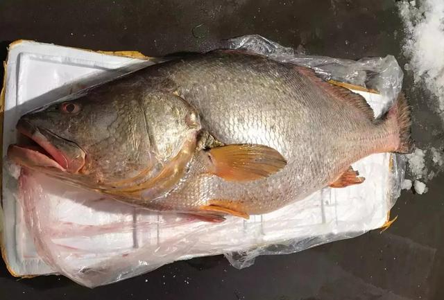 敏鱼肚多少钱一斤 敏鱼肚怎样吃最养胃