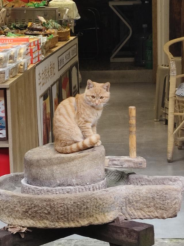 南行漫记：和宜宾握手再见，到李庄古镇打卡，今天跑到贵州