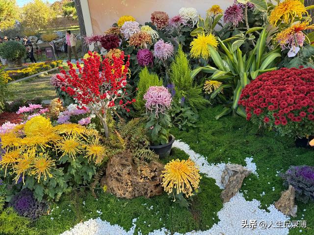 周一陪小姑子去北海公园看菊展