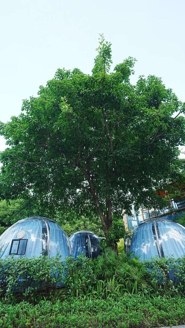 周末圈 | 轨道交通可达,重庆这14个公园,周末撒欢超开心!