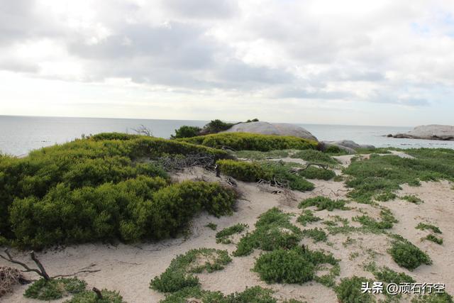 南部非洲：南非开普敦企鹅岛