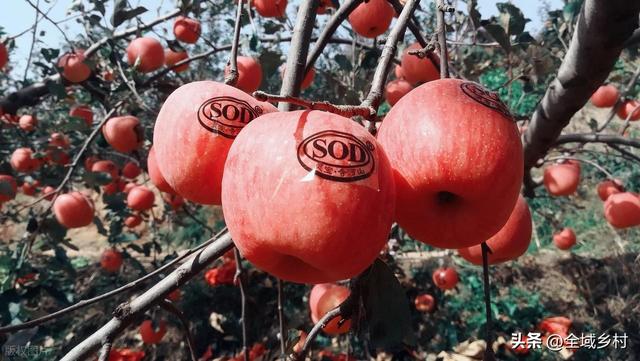 自驾豫西山区，寻找河南最好吃的苹果，吃货必追的寻味线路