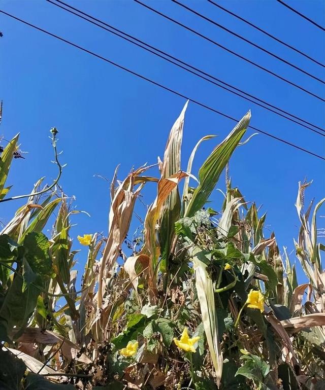 吉林市新北街道管辖的大红土村，是不是满语地名