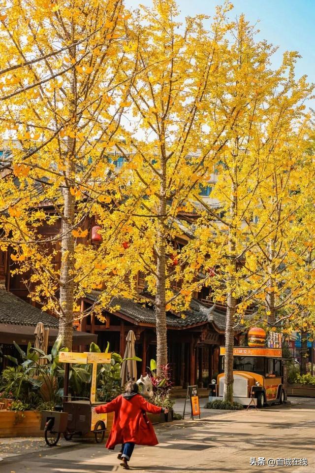 错过等明年！宜宾今年宝藏银杏打卡地合集在这里