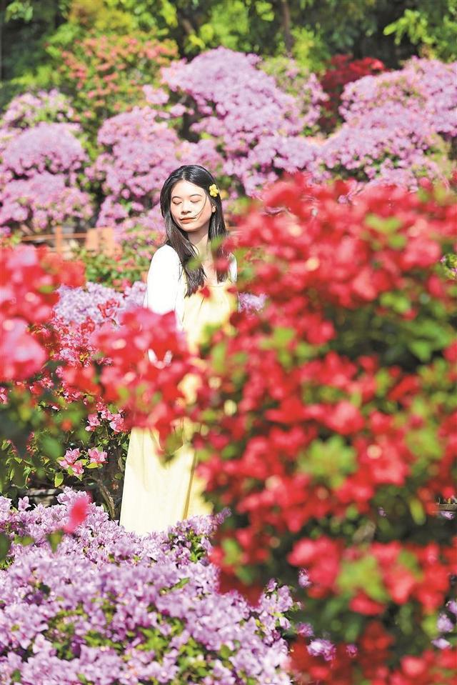 顶流花展！深圳“掉进”簕杜鹃花海