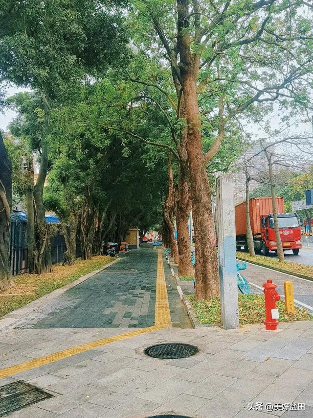 盐田林荫道，永远是封神的存在