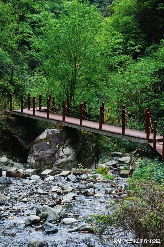 来一场「云赏黑河」之旅!听雨观山,神游林海