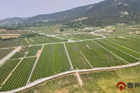 北纬35°的“三茶”答卷：岚山区何以入选“全国绿茶重点产区”图片