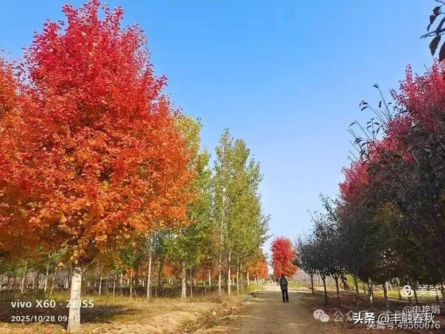 丹枫映秋,枫彩满楼|申艳娟