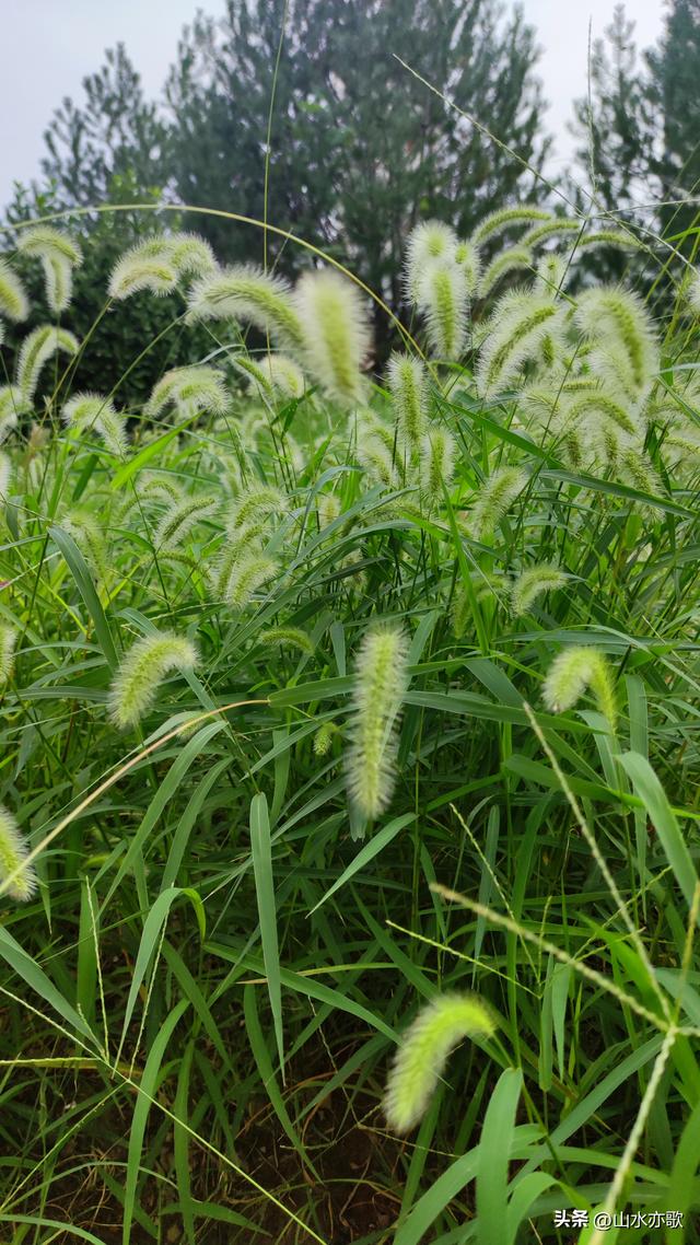 夏天过去了，秋天也过去了，我再也没有见过那个手捧狗尾草的男人