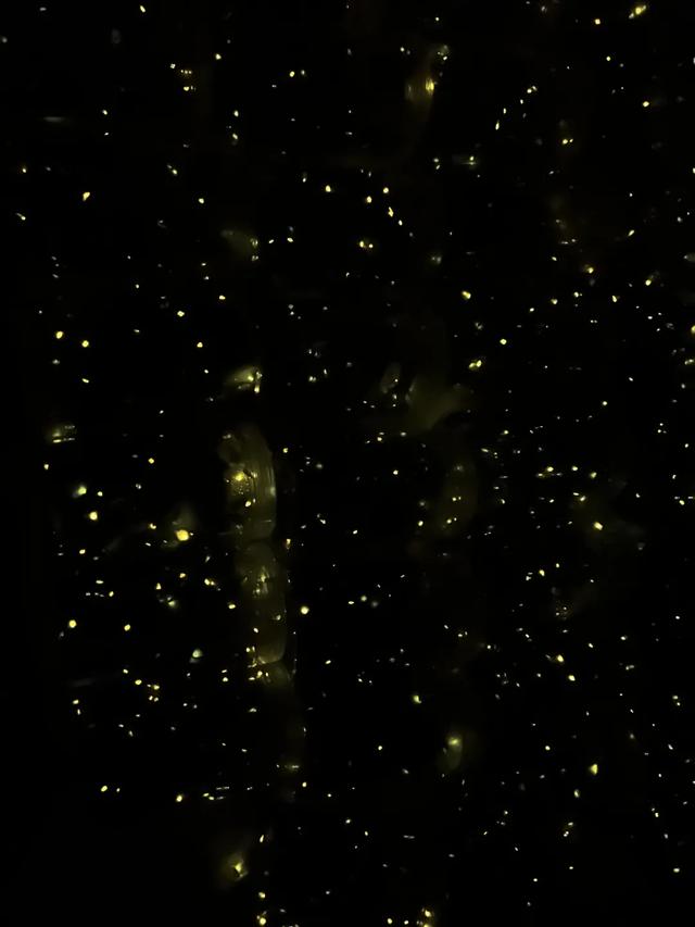 板桥生态园“苏醒”记