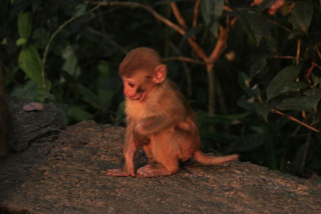 黔灵山的猴子真的会拧开瓶盖喝水