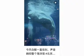 尖叫的白鲸，抑郁了？图片