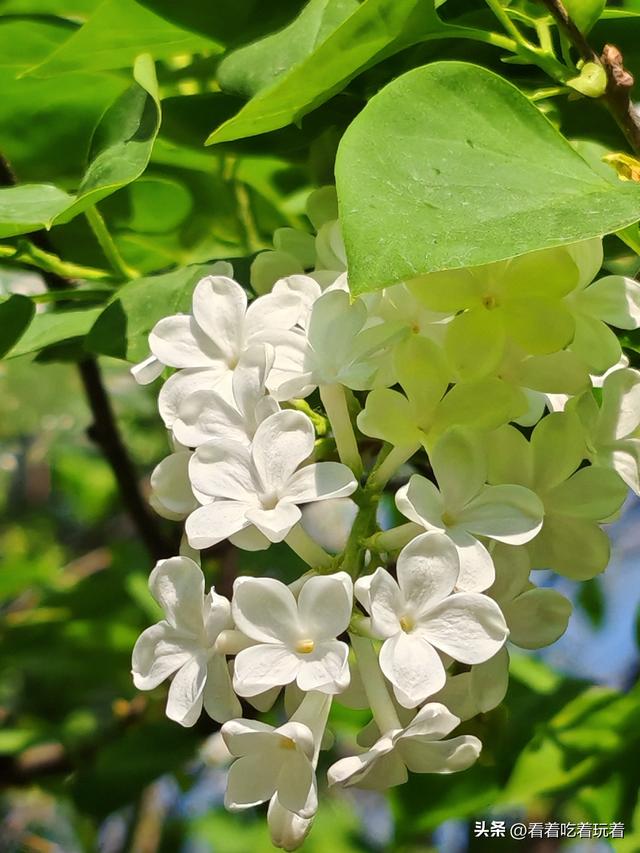 北京公园赏花记