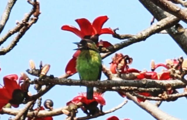 万兴乡：白沙水畔 木棉燃红怒江春