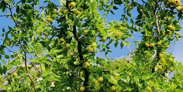 大美泌阳：梁河两岸 繁花盈岸