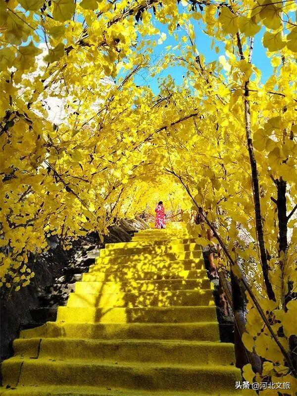 秋日必冲的保定“天然氧吧”出炉，每个都是国家级秘境