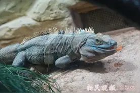 科摩多龙、五爪金龙，黑龙……这些“龙”都能在上海动物园看到图片