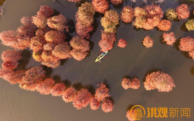 南昌水杉秘境，绝美！