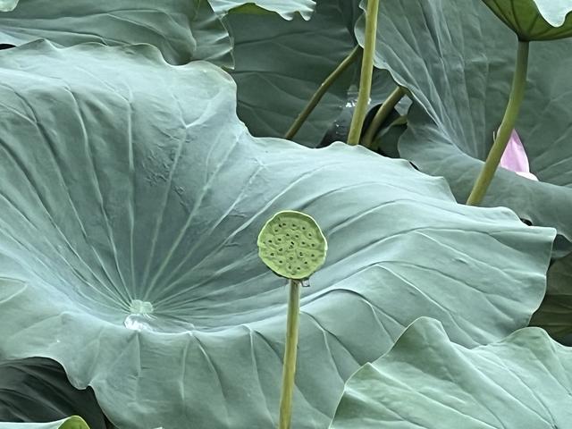 8月石家庄的滹沱河
