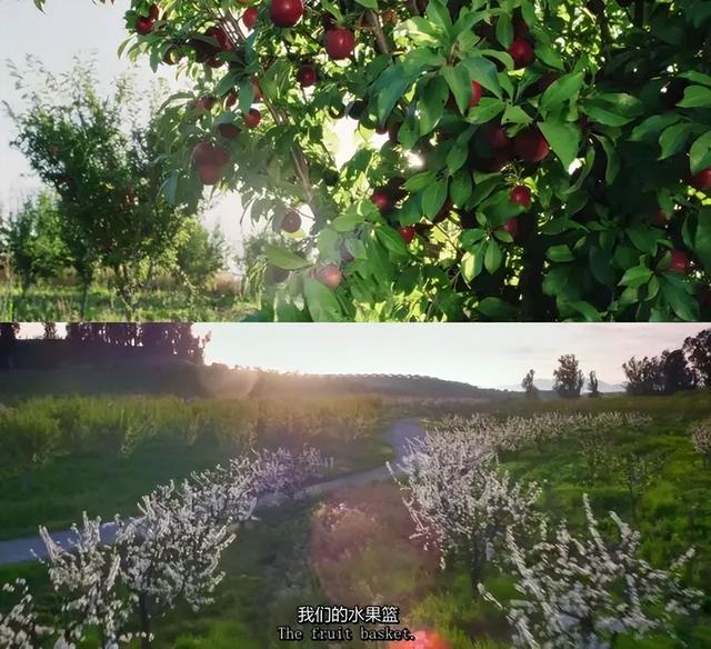 一对夫妻，为了一条狗，种出了一座森林