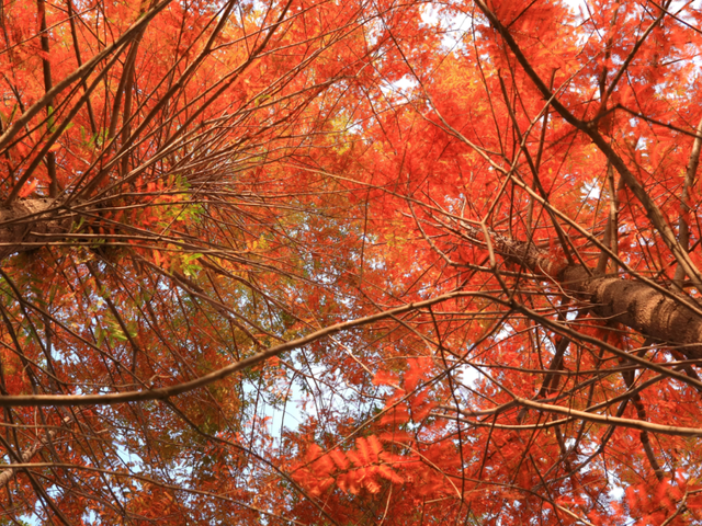 西安城区4个绝美秋景打卡地！