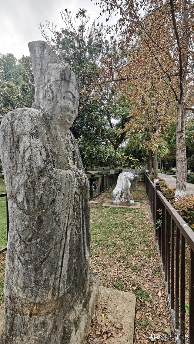 秋日粉色浪漫！南京紫金山下免费花海，还有神仙猫咪和霸气大鹅！