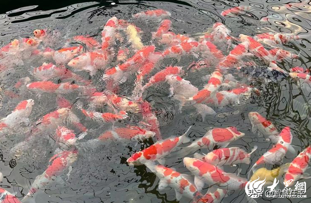 聊城，是一座怎样的城？