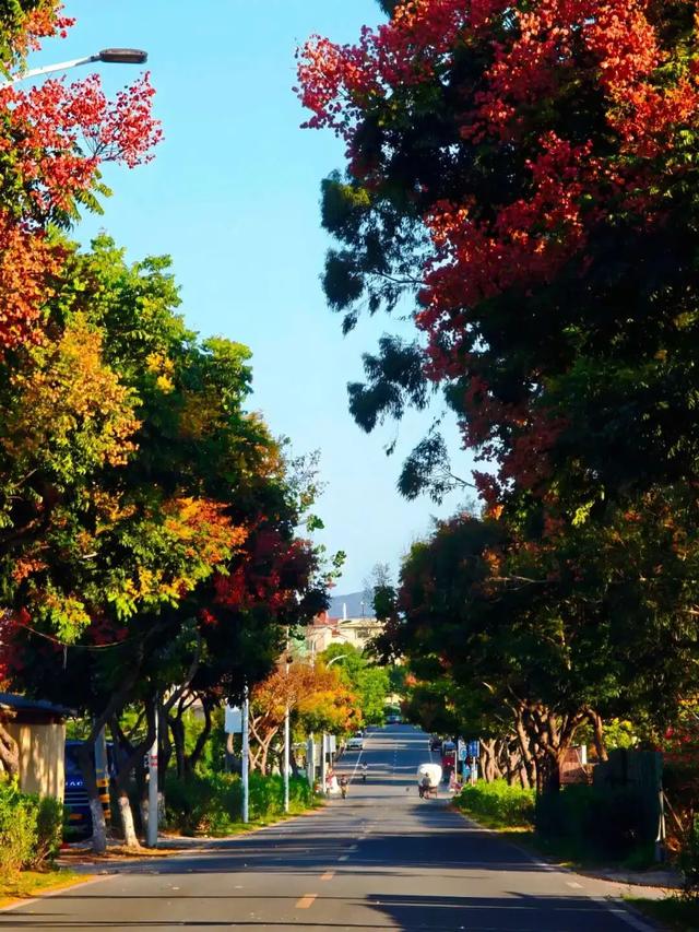 被厦门的秋天圈粉了!金色花海、粉色“云霞”……周末就出发→