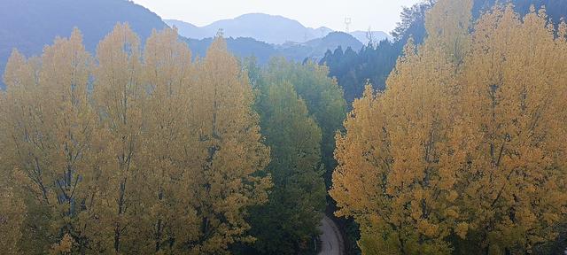 骊山红叶似火 车辆行人如织