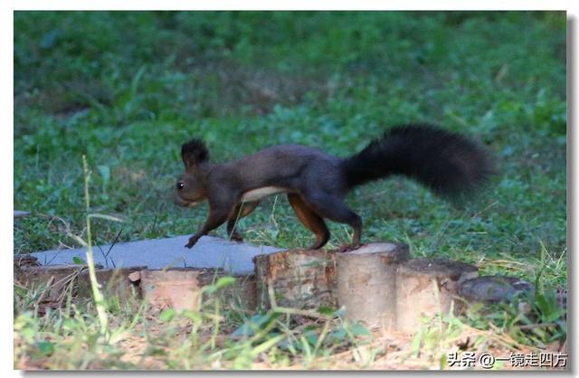 沈阳东陵郊野公园“精灵”出没