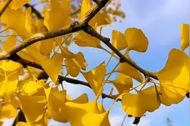 路边的银杏叶可不能随便捡回家泡水喝，有毒！图片