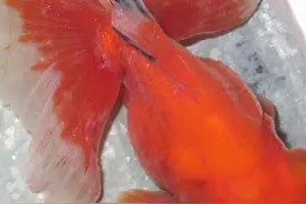 观赏鱼最常见的8种鱼病，及其治疗和预防办法，早晚都会用到图片